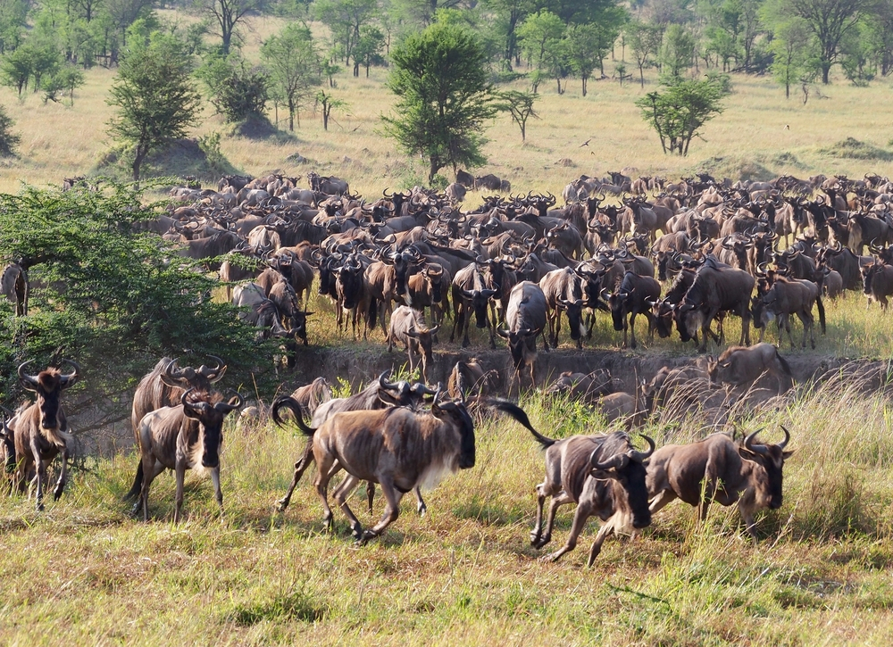 Ultimate Tanzanian Safari Adventure