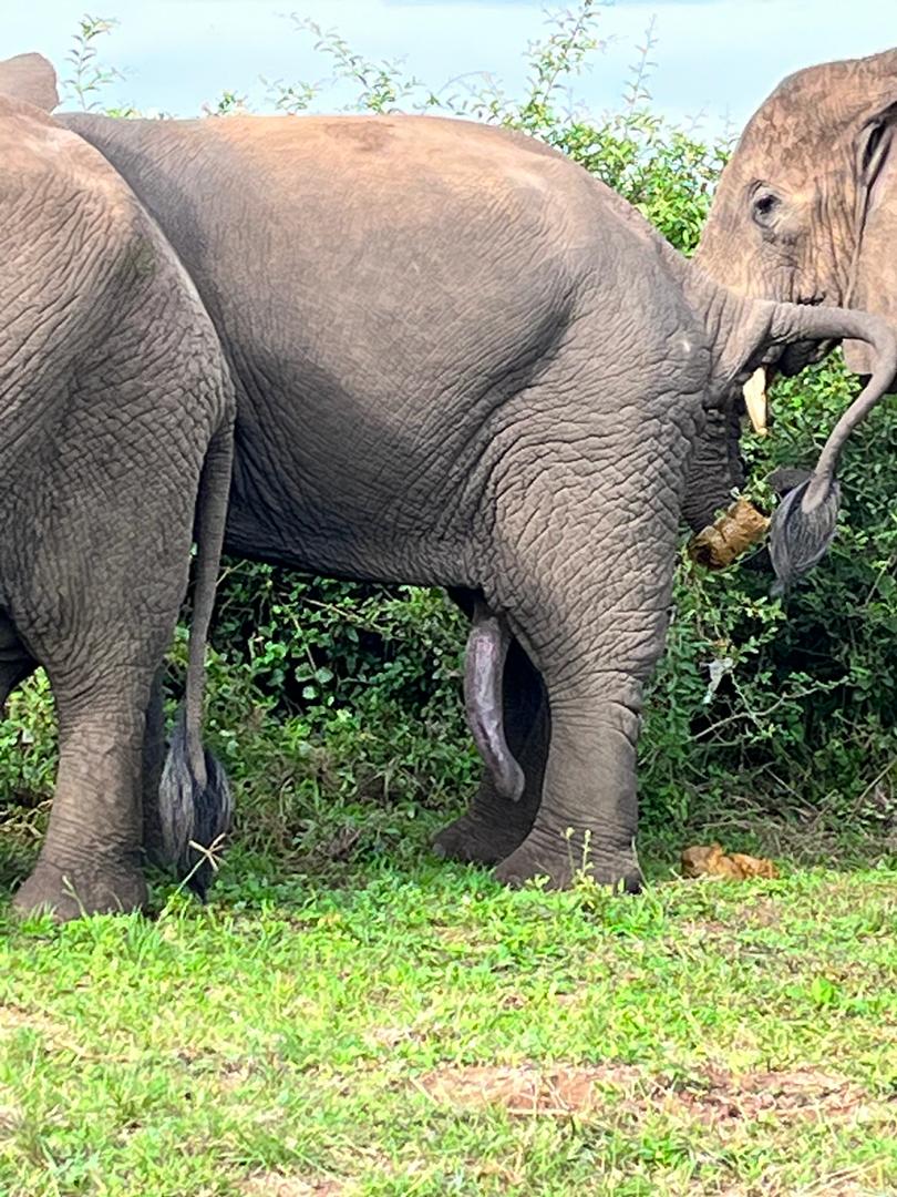 Primate Paradise: Chimpanzees, Gorillas, and More - 7 Days in Uganda