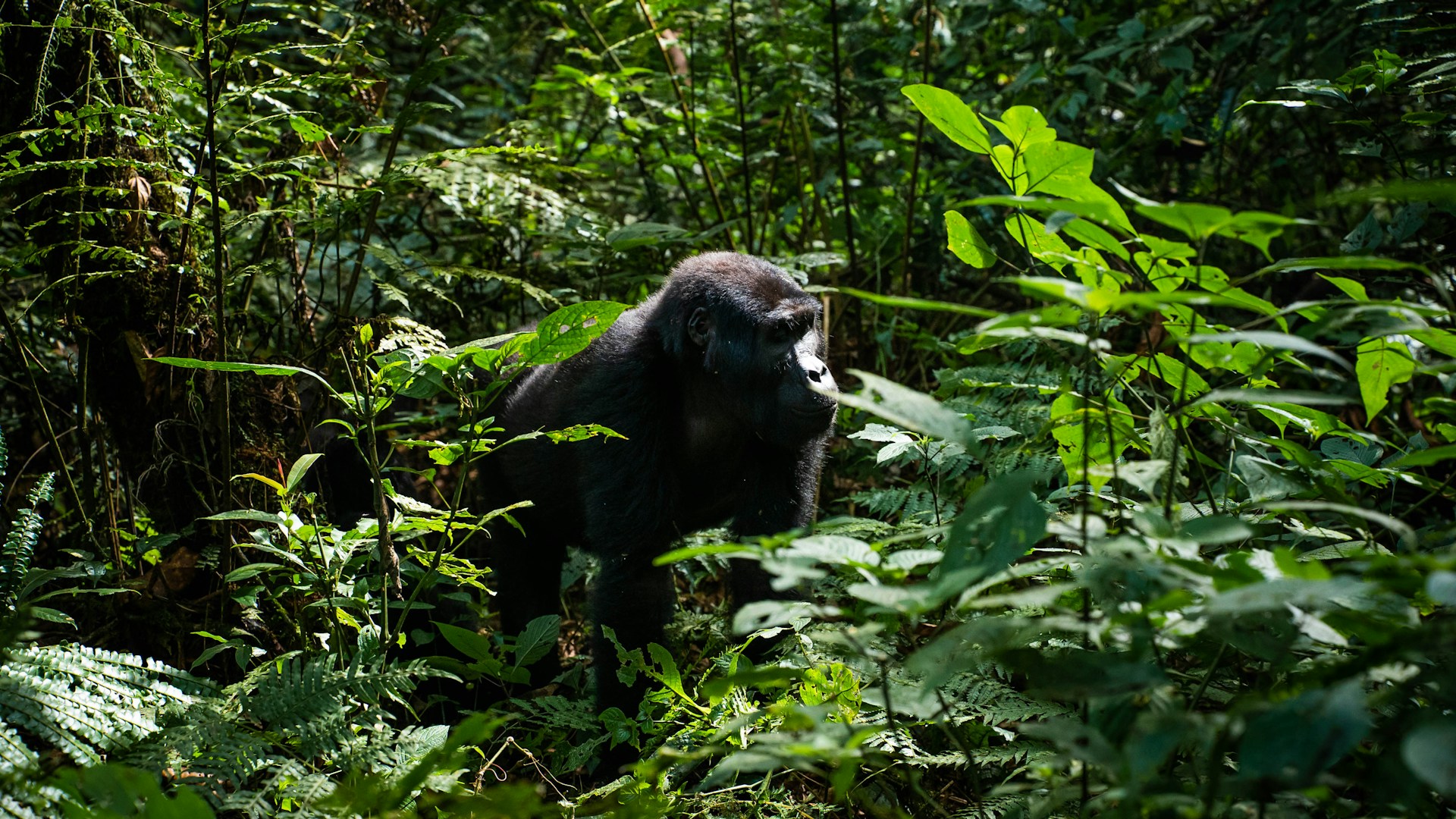 Close-up of a mountain gorilla in its natural habitat, surrounded by the dense foliage of Rwanda's Volcanoes National Park.