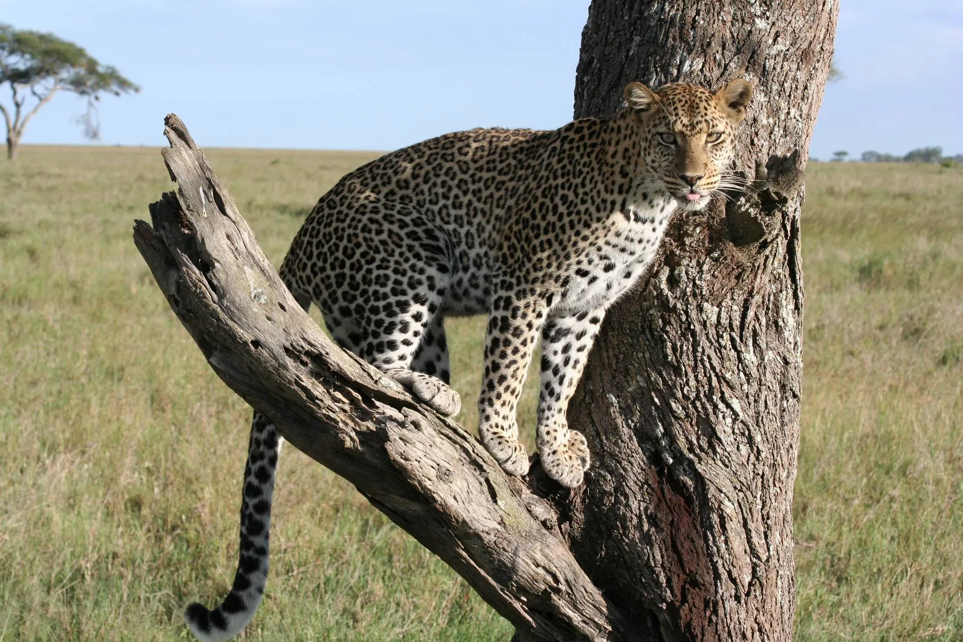 Serengeti Migration Safari Adventure