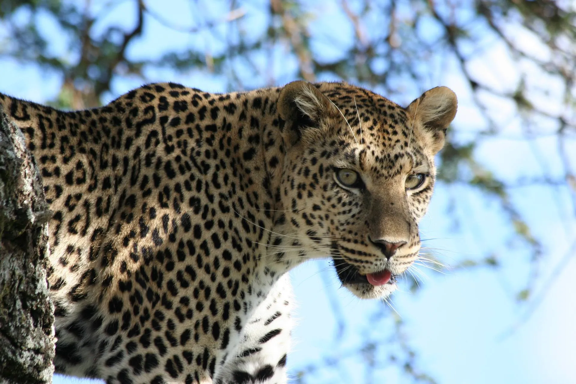 Graceful Giraffes Roaming the Scenic Landscapes of Lake Manyara National Park