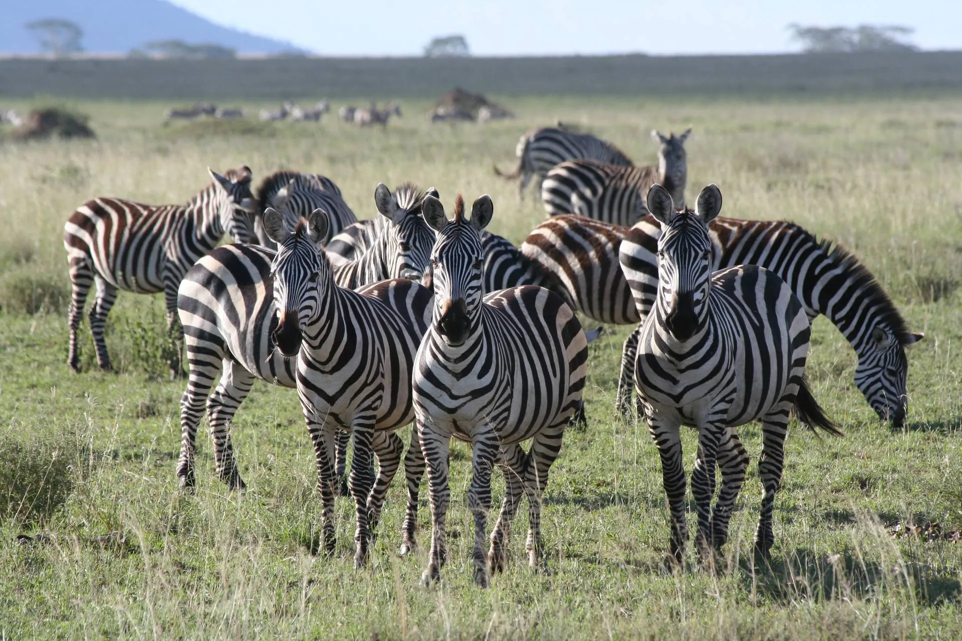 Serengeti Migration Safari Adventure